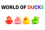 World of Ducks - Home